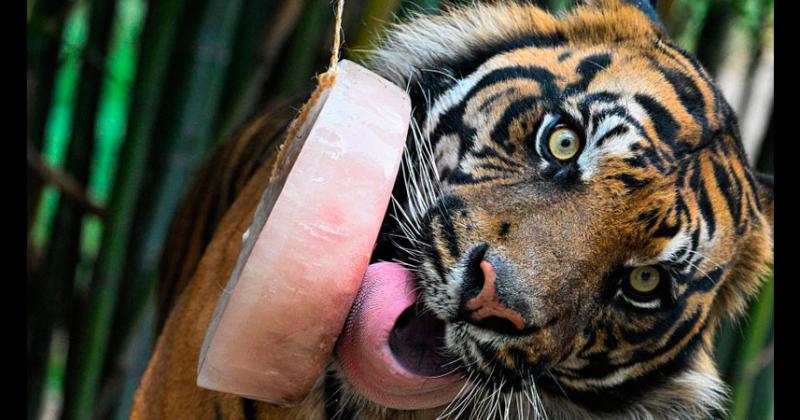 Animales del zoo de Roma enfrentan a la ola de calor con helados