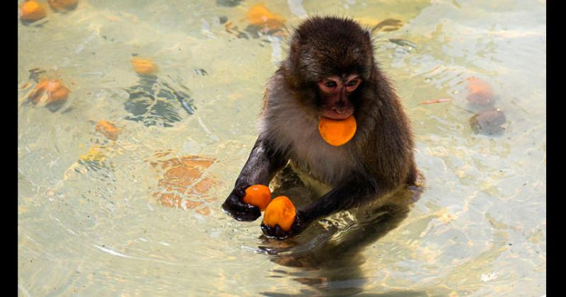 Animales del zoo de Roma enfrentan a la ola de calor con helados