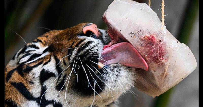 Animales del zoo de Roma enfrentan a la ola de calor con helados