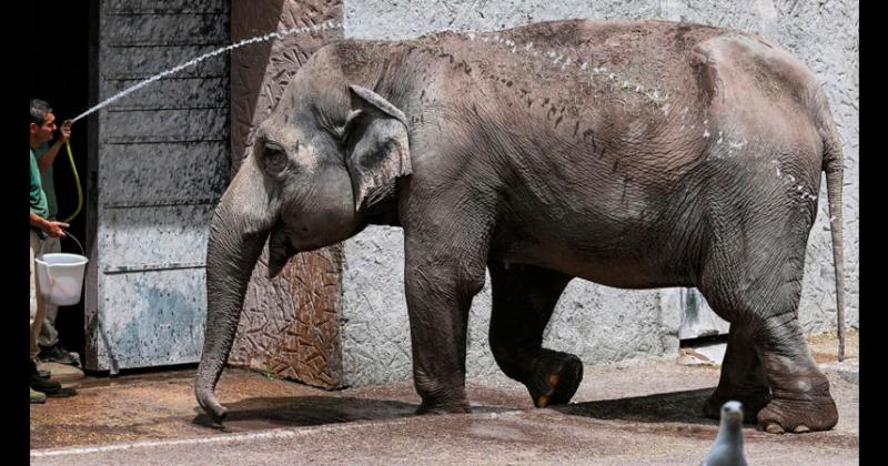 Animales del zoo de Roma enfrentan a la ola de calor con helados