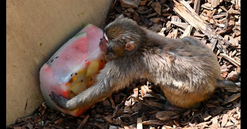 Animales del zoo de Roma enfrentan a la ola de calor con helados