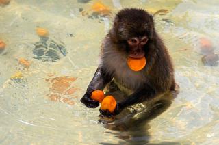 Animales del zoo de Roma enfrentan a la ola de calor con helados