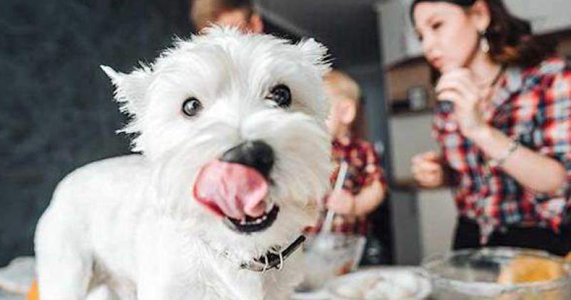 Alimentacioacuten- iquestpuedo darle sobras a mi perro