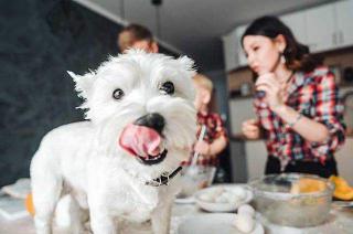 Alimentacioacuten- iquestpuedo darle sobras a mi perro