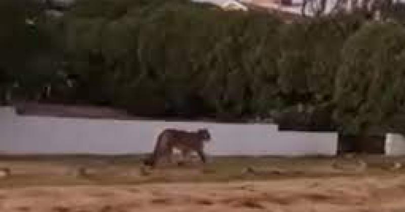 Alerta en Villa Gesell por la presencia de un puma y sus cachorros sueltos