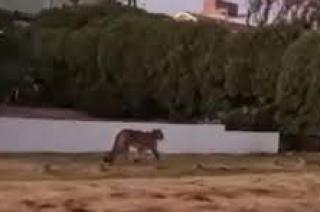 Alerta en Villa Gesell por la presencia de un puma y sus cachorros sueltos