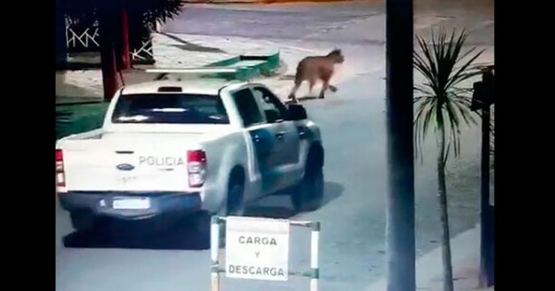 Dieron por finalizada la buacutesqueda del puma que generoacute alarma en Villa Gesell