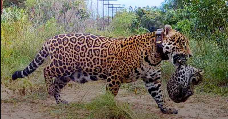  Tras 70 antildeos de extincioacuten nacieron dos yaguareteacutes silvestres en los Esteros del Iberaacute