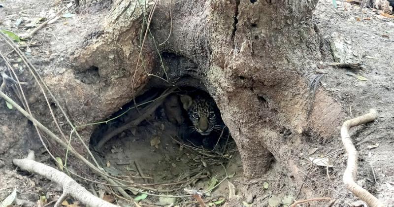  Tras 70 antildeos de extincioacuten nacieron dos yaguareteacutes silvestres en los Esteros del Iberaacute