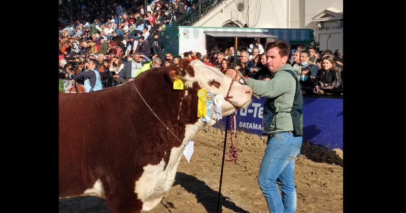 Un toro de la cabantildea La Camila Gran Campeoacuten Hereford en Palermo