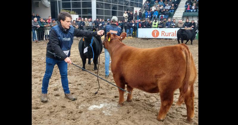 Un toro de la cabantildea La Camila Gran Campeoacuten Hereford en Palermo