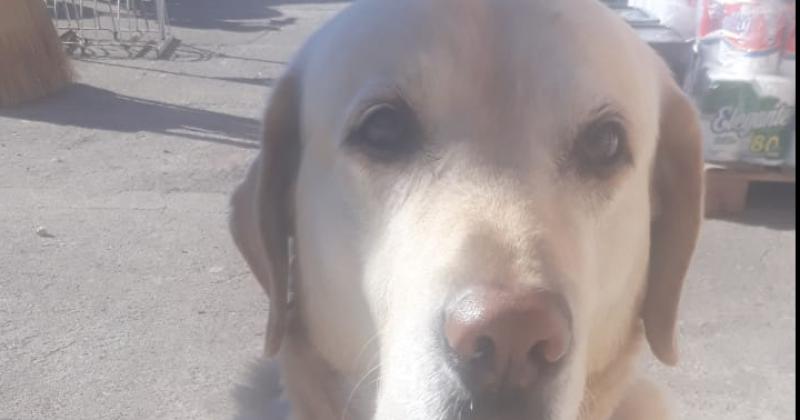 Ofrecen importante recompensa por un perro extraviado