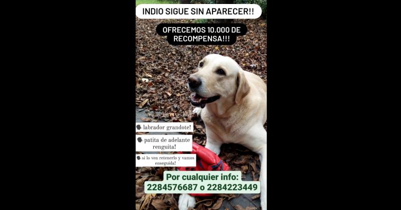 Ofrecen importante recompensa por un perro extraviado