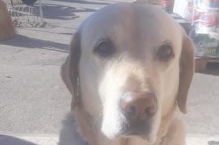 Ofrecen importante recompensa por un perro extraviado