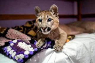 Un fallo declaroacute a la puma Lola Limoacuten animal no humano sujeto de derechos