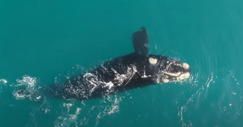 Increiacuteble espectaacuteculo de ballenas a pocos metros de la costa de Necochea