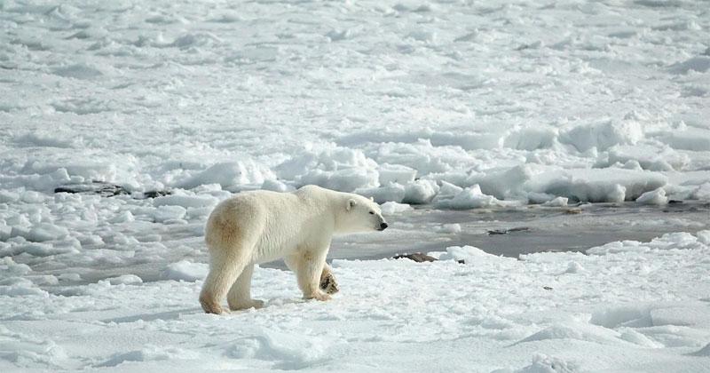 Un oso polar atacoacute a una turista francesa en Noruega