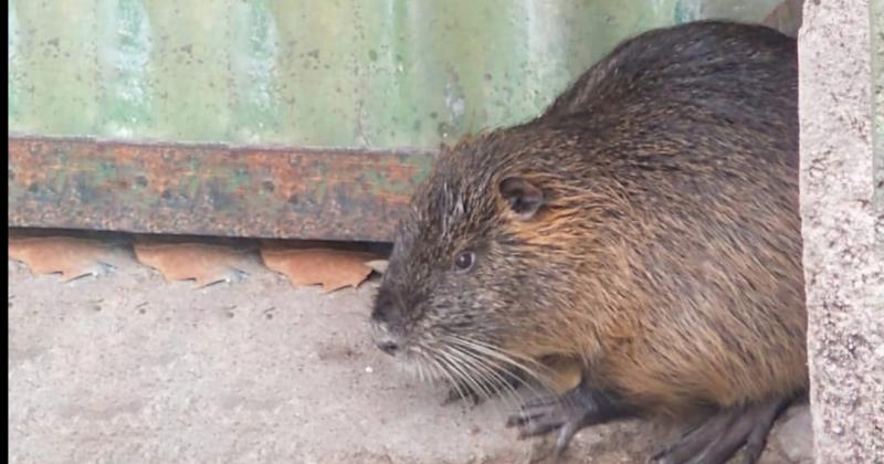 Una nutria sorprendioacute a un vecino de Olavarriacutea