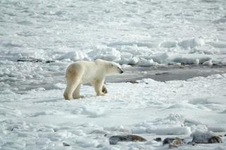 Un oso polar atacoacute a una turista francesa en Noruega