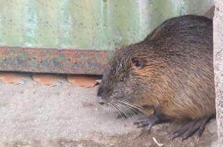 Una nutria sorprendioacute a un vecino de Olavarriacutea