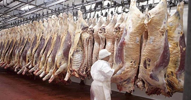 Hubo un alza de peso de faena y aumentoacute la produccioacuten de carne