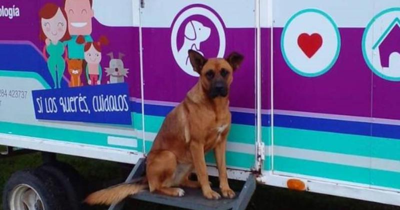 Desde este martes el Quiroacutefano Veterinario atenderaacute en el barrio Coronel Dorrego