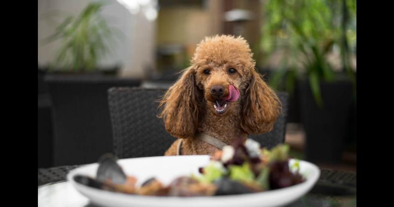 Bahía Blanca aprobó un proyecto que incentiva la presencia de mascotas en bares y restaurantes