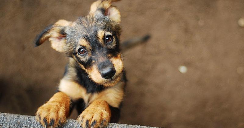 Piden maacutes tutores y adopcioacuten responsable para que ninguacuten animal esteacute sin hogar