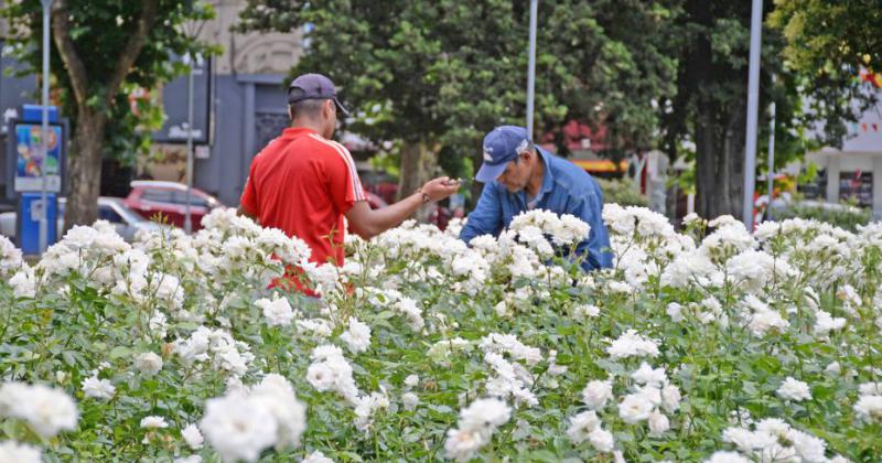 Se viene la jornada de poda de rosas anual en la Plaza Central