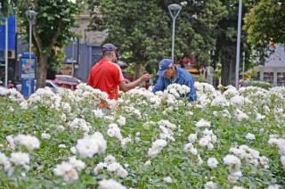 Se viene la jornada de poda de rosas anual en la Plaza Central