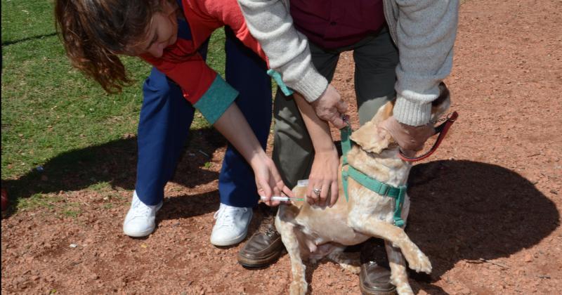 Calendario de vacunacioacuten antirraacutebica- conoceacute donde podraacutes vacunar a tu mascota