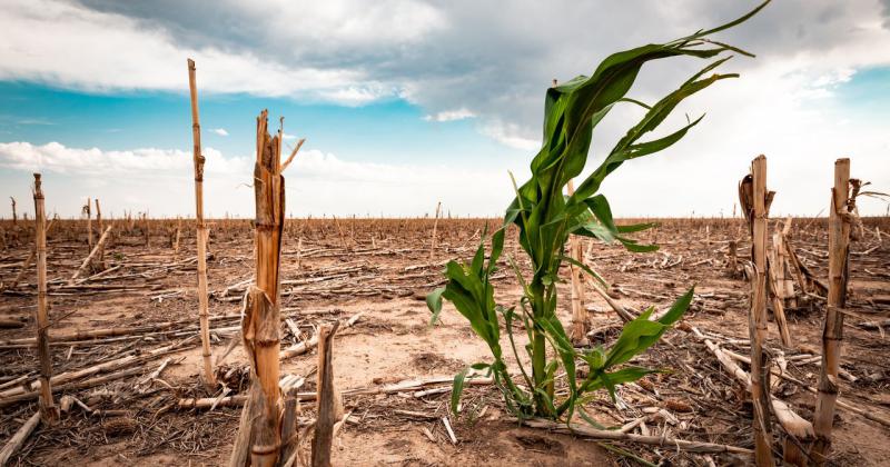 Preveacuten que se fortalezca La Nintildea- se agravariacutea la sequiacutea con peacuterdidas para el agro