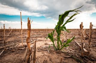 Preveacuten que se fortalezca La Nintildea- se agravariacutea la sequiacutea con peacuterdidas para el agro