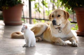 Sordera en los animales- queacute tipos existen y coacutemo detectarla