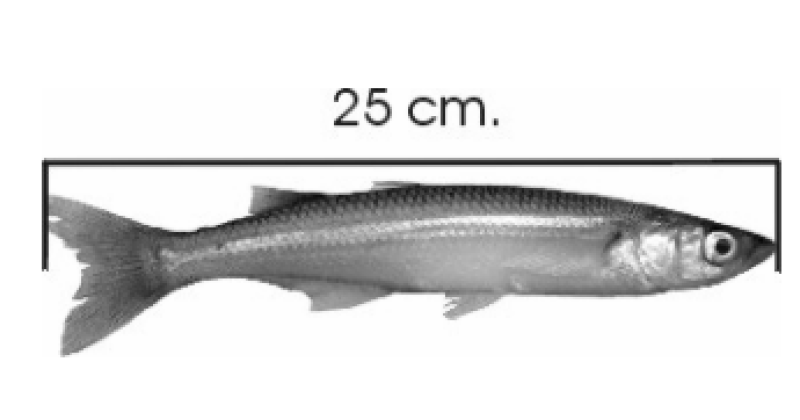 Veda de pesca de pejerrey- iquestCuaacutendo y cuaacutento se puede pescar