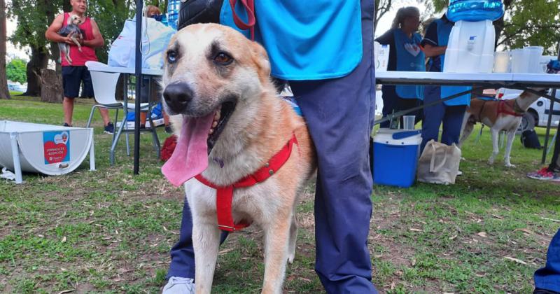 El aacuterea de Bromatologiacutea explicoacute los beneficios de adoptar un perro