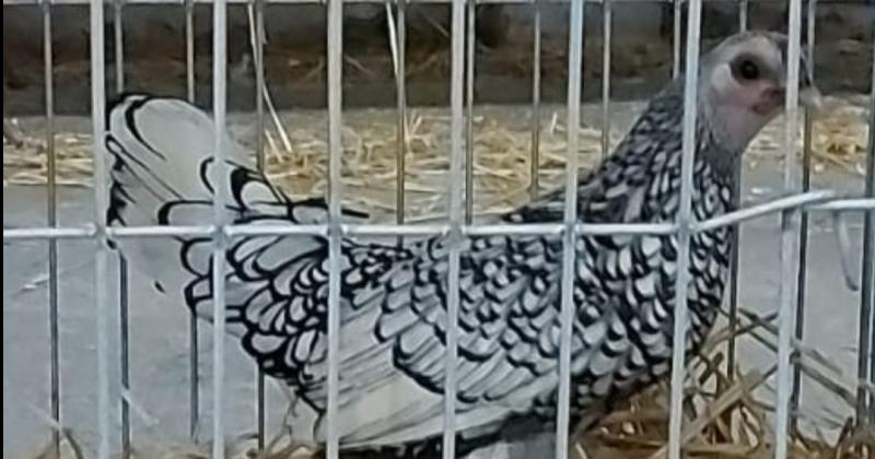 Un olavarriense es bicampeoacuten en criar aves de raza