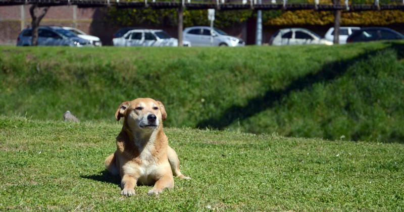 Cuidados especiales para mascotas en primavera