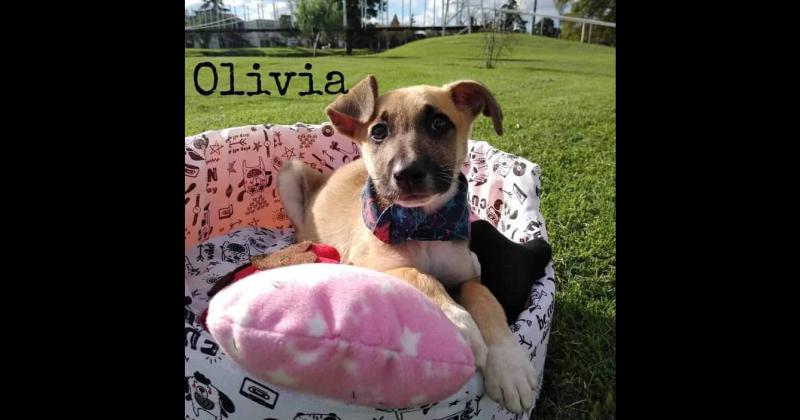 Olivia otra vez en adopcioacuten