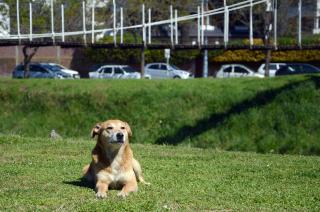 Cuidados especiales para mascotas en primavera