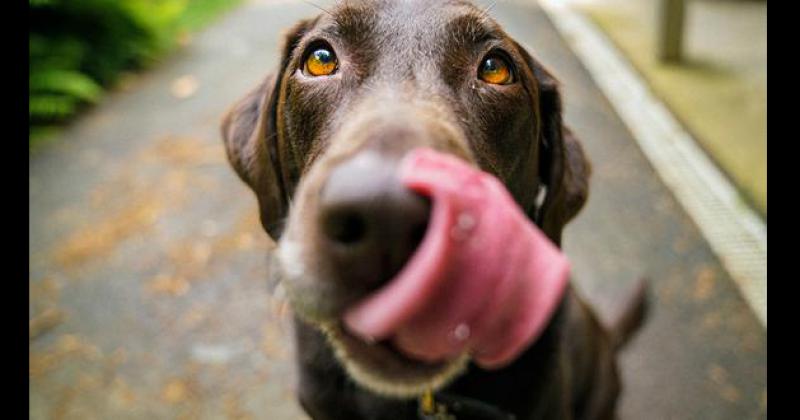 Coprofagia por qué se comen la caca los perros