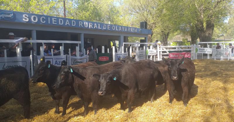 Otro exitoso remate anual de la Cabantildea Lomas Pampas