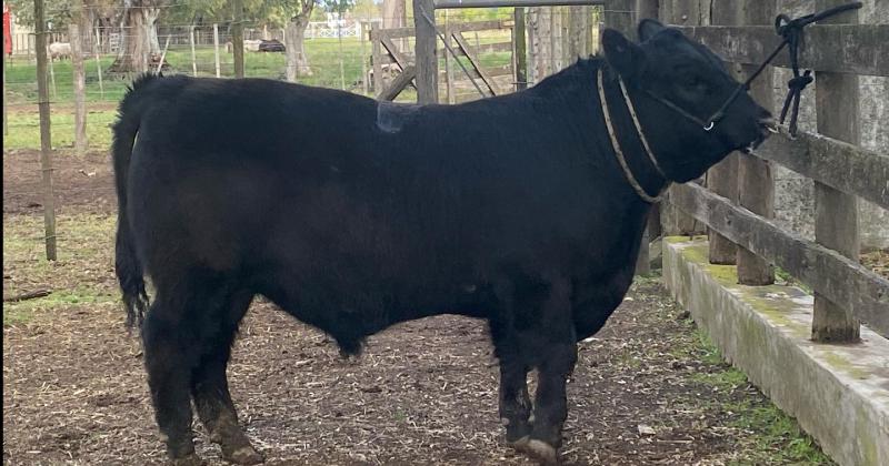 Inicioacute  la Exposicioacuten Nacional de Angus de Primavera