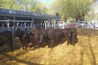 Otro exitoso remate anual de la Cabantildea Lomas Pampas