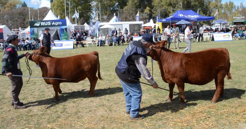 Los terneros Angus se destacaron en la Expo de Olavarriacutea