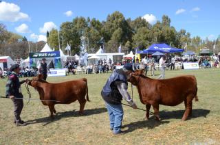 Los terneros Angus se destacaron en la Expo de Olavarriacutea