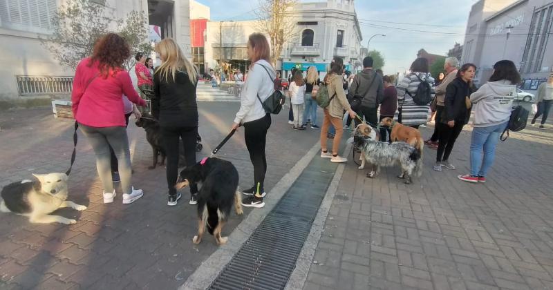 Se movilizaron y pidieron justicia por el envenenamiento de dos perras 