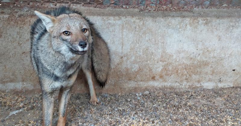 La Maacutexima- rescataron rehabilitaron y liberaron a dos animales