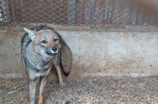 La Maacutexima- rescataron rehabilitaron y liberaron a dos animales