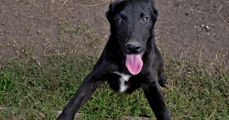 Bromatologiacutea- jornada de adopcioacuten canina y cuidado responsable